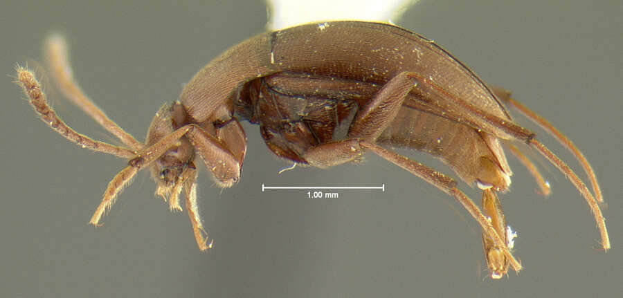 Image of Ptomaphagus (Adelops) barri Peck 1973