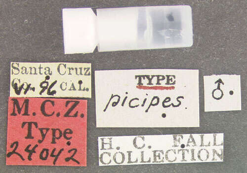 Image of Agathidium (Pulchrum) picipes Fall 1934