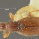 Lophioderus ovipennis Fall 1912 resmi