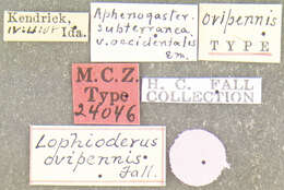 Image of Lophioderus ovipennis Fall 1912