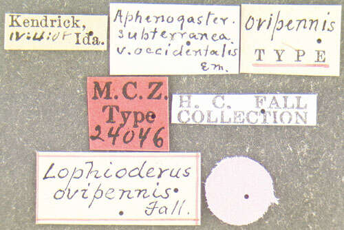 Image of Lophioderus ovipennis Fall 1912