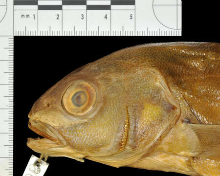 Image of Enigmatic tilefish