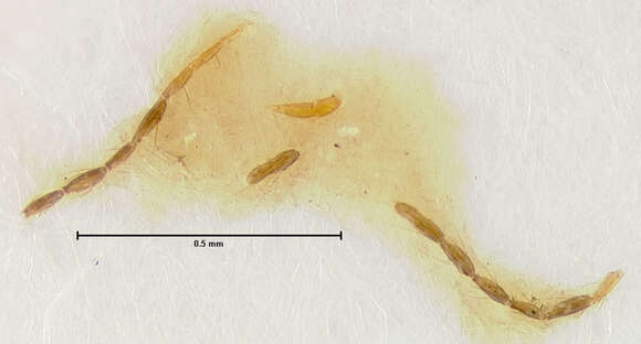 Image of Scaphisoma ornatum Fall 1910