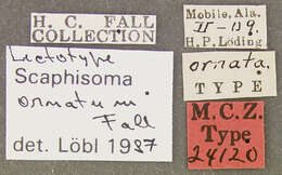 Image of Scaphisoma ornatum Fall 1910