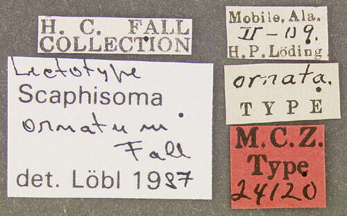 Image of Scaphisoma ornatum Fall 1910