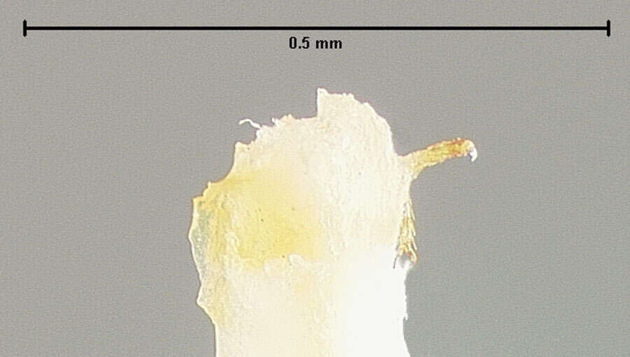 Image of Scaphisoma semiopacum Fall 1910