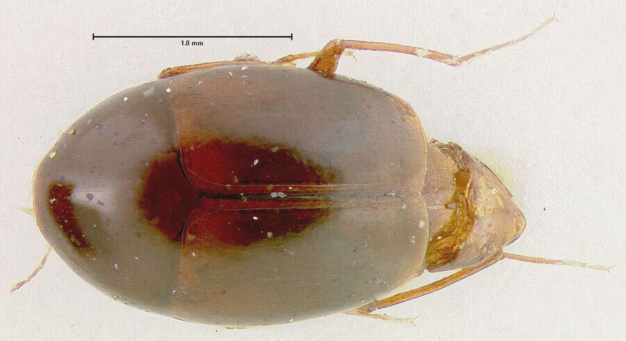 Image of Scaphisoma semiopacum Fall 1910