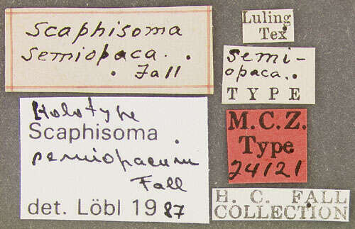 Image of Scaphisoma semiopacum Fall 1910