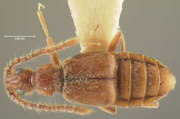 Image of Phamisus dominicanus (Park & O. 1976)