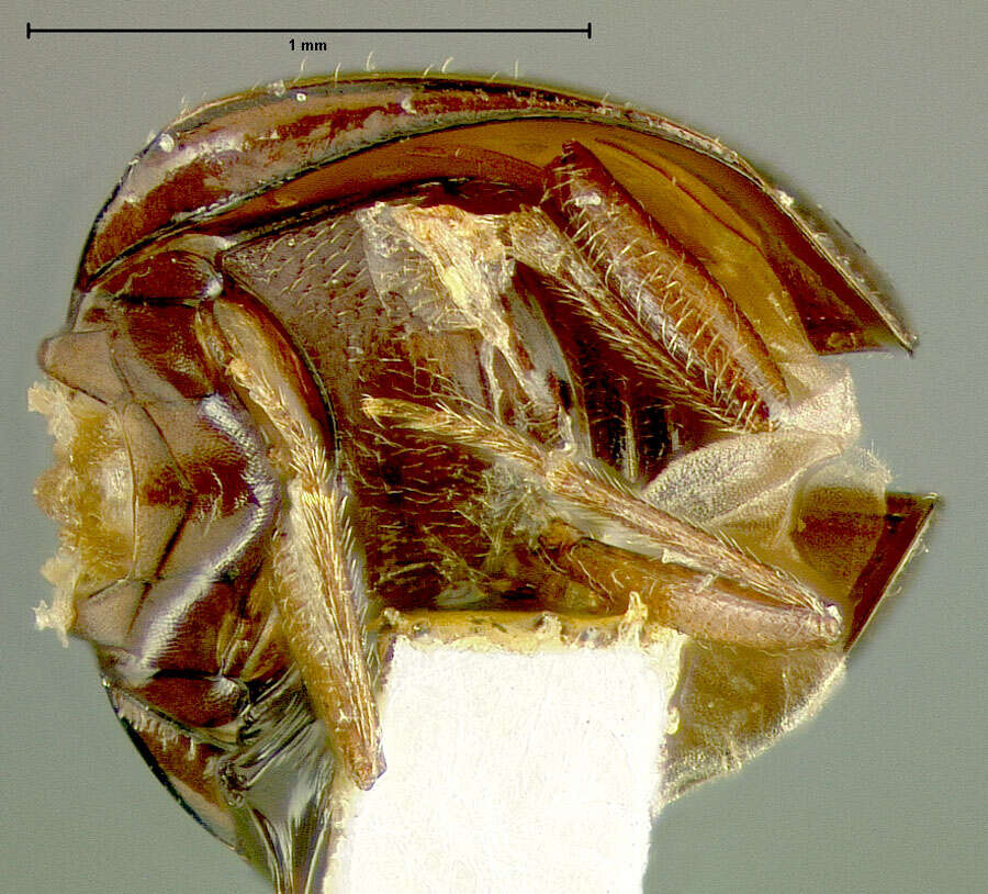 Image of Agathidium (Pulchrum) columbianum Fall 1934
