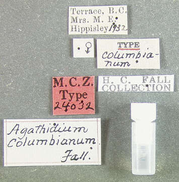 Image of Agathidium (Pulchrum) columbianum Fall 1934