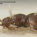 Image of Euconnus (Tetramelus) caledonensis Franz 1979