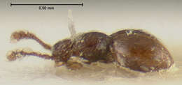 Euconnus (Tetramelus) caledonensis Franz 1979 resmi