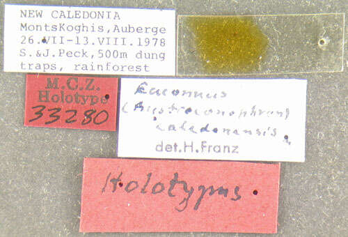 Euconnus (Tetramelus) caledonensis Franz 1979 resmi