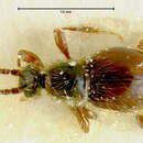 Image of Euconnus cuneipenis Franz 1986