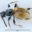 Image of Euconnus (Tetramelus) newtonianus Franz 1986