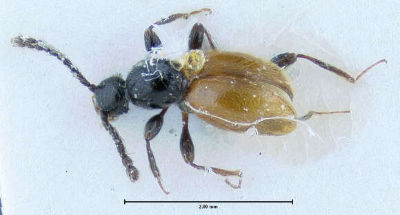 Image of Euconnus (Tetramelus) newtonianus Franz 1986