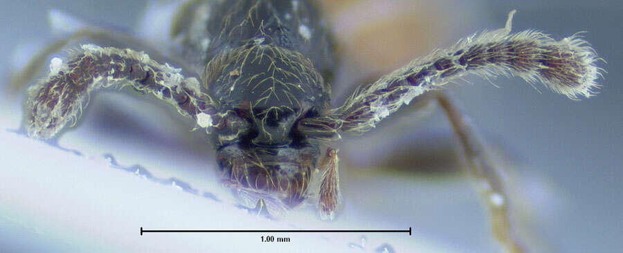 Image of Euconnus (Tetramelus) newtonianus Franz 1986