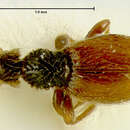 Image of Euconnus (Heteroconnus) novus Franz 1986