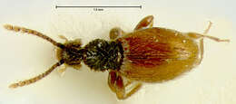 Image of Euconnus (Heteroconnus) novus Franz 1986