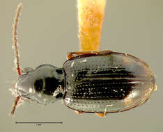 Plancia ëd Bembidion (Trepanedoris) fortestriatum (Motschulsky 1845)