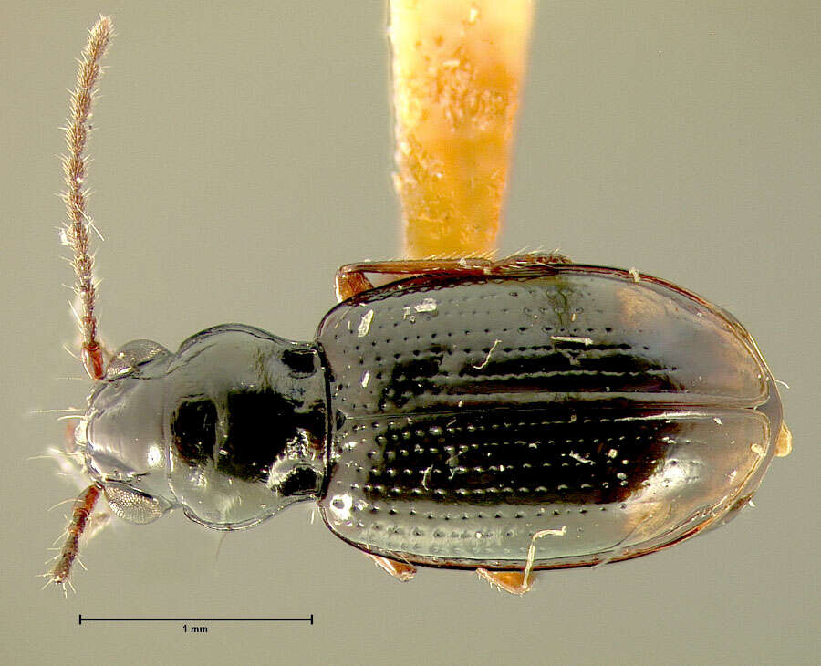 Plancia ëd Bembidion (Trepanedoris) fortestriatum (Motschulsky 1845)