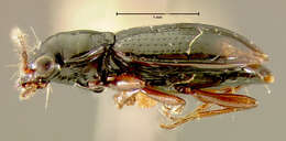 Plancia ëd Bembidion (Trepanedoris) fortestriatum (Motschulsky 1845)