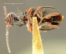 Plancia ëd Bembidion (Trepanedoris) fortestriatum (Motschulsky 1845)