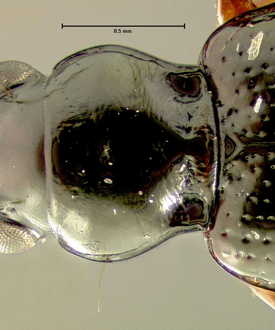 Plancia ëd Bembidion (Trepanedoris) fortestriatum (Motschulsky 1845)