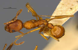 Image of Aphaenogaster texana Wheeler 1915