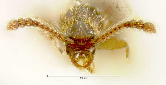 Image of Euconnus peckianus Franz 1986