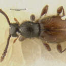 Image of Euconnus (Tetramelus) peckorum Franz 1986