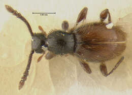 Image of Euconnus (Tetramelus) peckorum Franz 1986