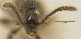 Image of Euconnus (Tetramelus) peckorum Franz 1986