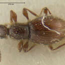 Image of Euconnus pseudocaledonicus Franz 1986