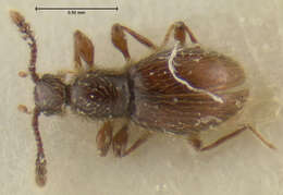 Image of Euconnus pseudocaledonicus Franz 1986