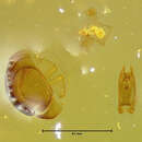 Image of Scydmaenus tomanivii Franz 1986