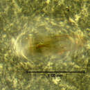 Image of Leiodes assimiloides Baranowski 1993