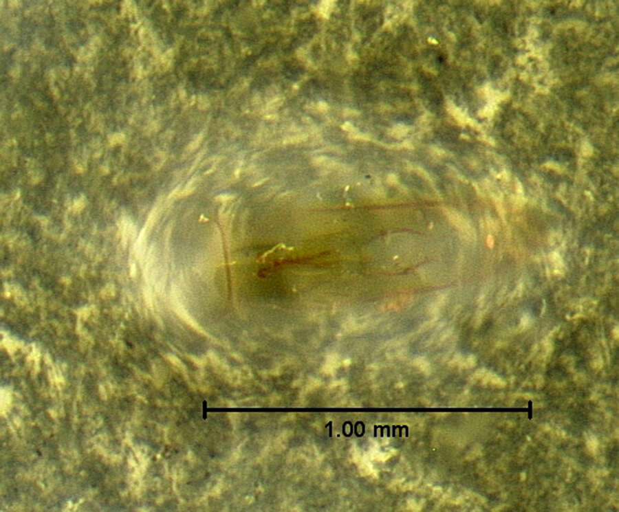 Leiodes assimiloides Baranowski 1993 resmi