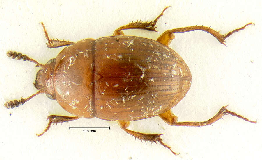 Leiodes assimiloides Baranowski 1993 resmi