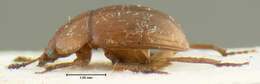 Image of Leiodes assimiloides Baranowski 1993