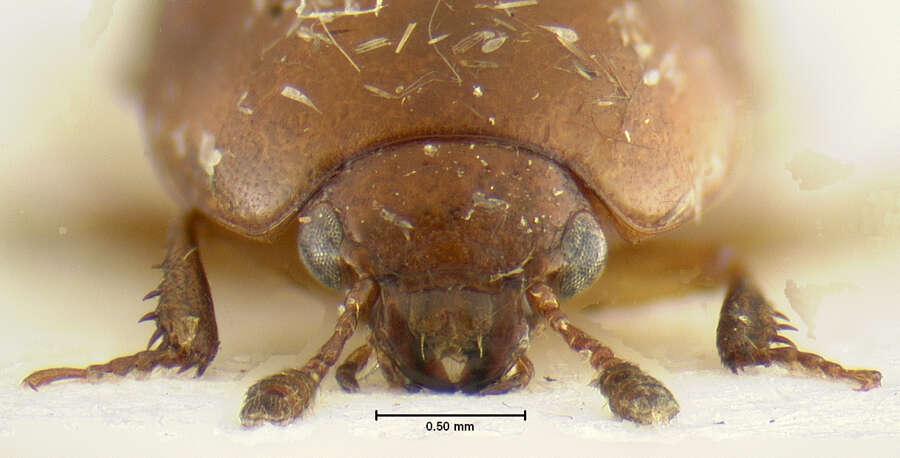 Leiodes assimiloides Baranowski 1993 resmi