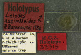 Image of Leiodes assimiloides Baranowski 1993