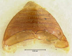 Leiodes contaminabilis Baranowski 1993 resmi