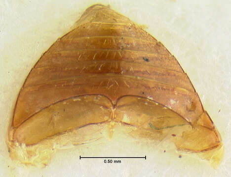 Image of Leiodes contaminabilis Baranowski 1993