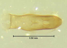 Leiodes contaminabilis Baranowski 1993 resmi