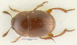 Image of Leiodes contaminabilis Baranowski 1993