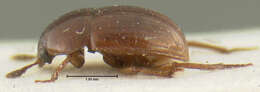 Image of Leiodes contaminabilis Baranowski 1993