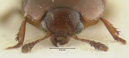 Image of Leiodes contaminabilis Baranowski 1993