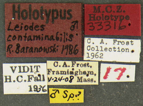 Image of Leiodes contaminabilis Baranowski 1993